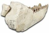 Fossil Oreodont (Merycoidodon) Partial Mandible - South Dakota #355509-7